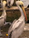 Pelicans.